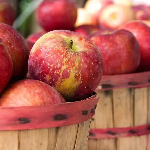 Apple-Harvest_1000px