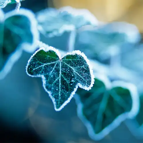 Artic_Ivy_1x1
