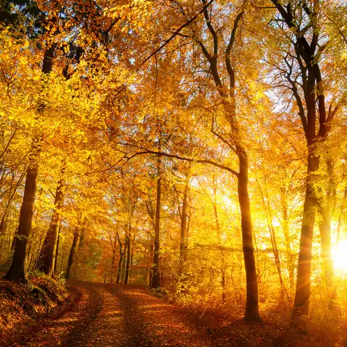 Autumn-Glow-FO-web