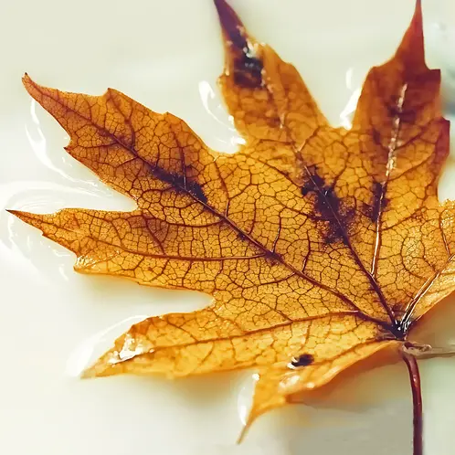 Autumn_Ambrette