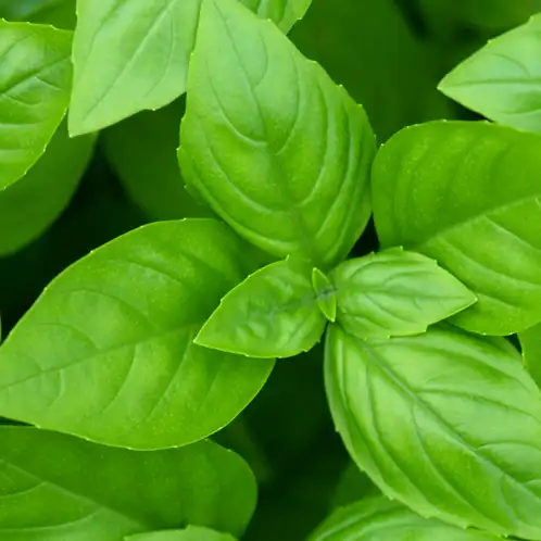 Basil