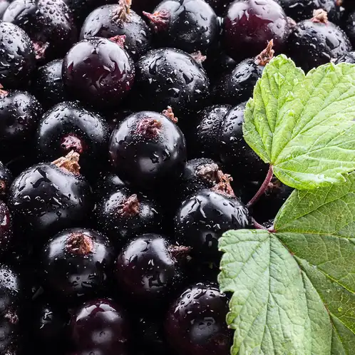 Black_Currant