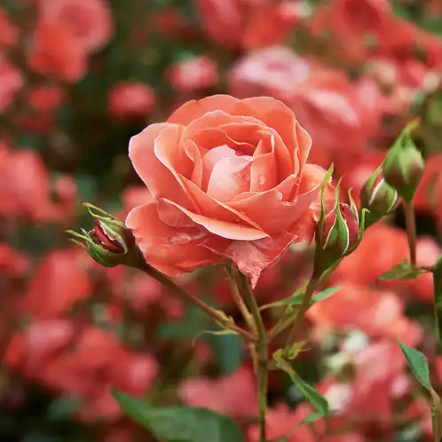 Bohemian-Rose-web