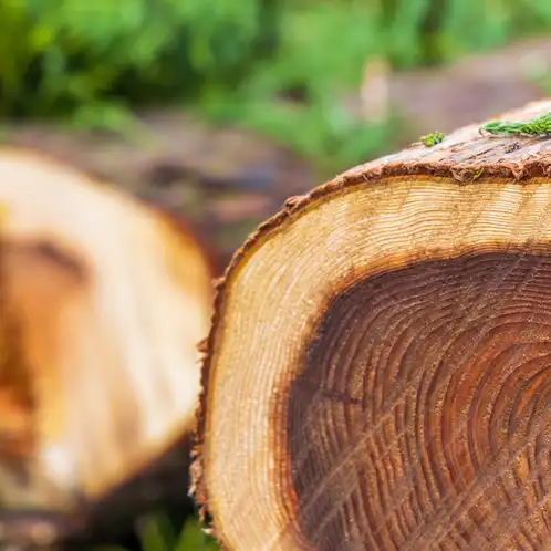 Cedar