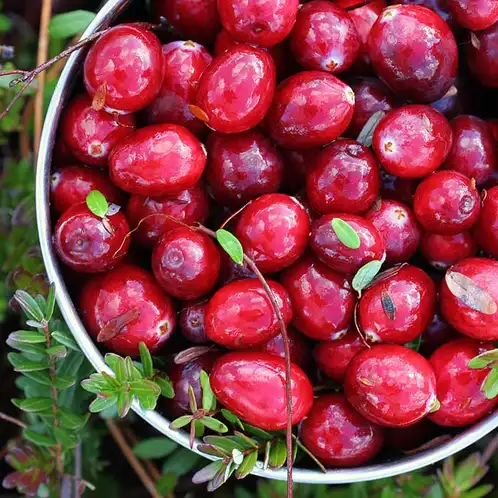Crandberry-Woods-Fragrance-Oil