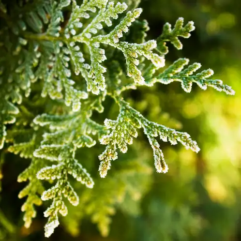Cypress-and-Bayberry-Fragrance-Oil