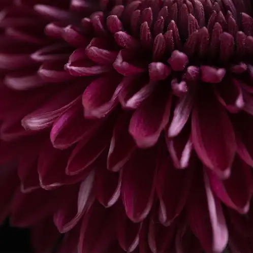 Dahlia-Noir-1x1-1
