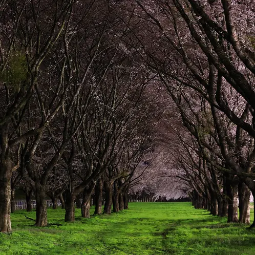 Dark_Orchard-1x1-1