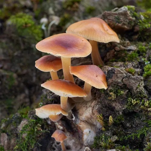 Enoki_Forest_1x1