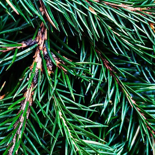 Faser-Fir-Fragrance-Oil