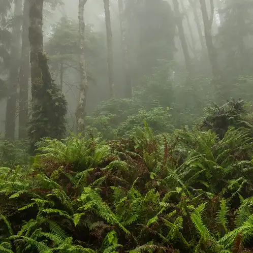 Fog_and_Fern_1x1