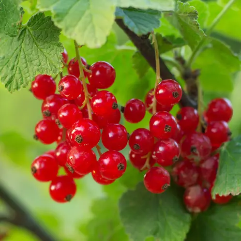 Foraged-Red-Currant_1x1