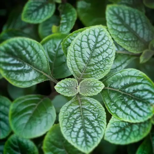 Garden-Mint