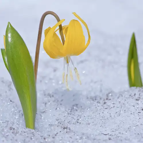 Glacier_Lily_1x1