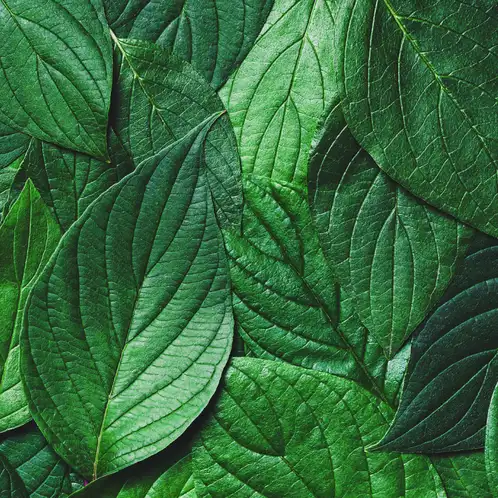 Green_Leaves