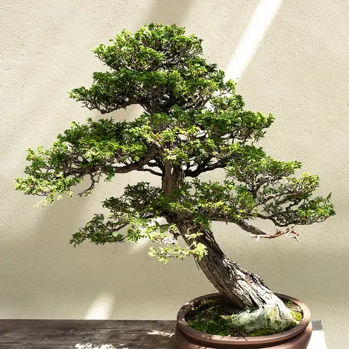 Hinoki-Cypress_1x1