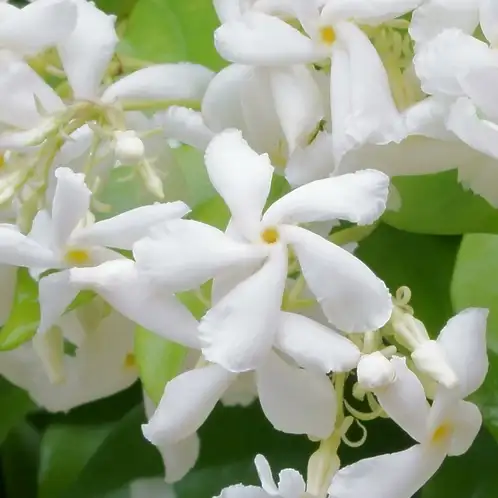 Jasmine