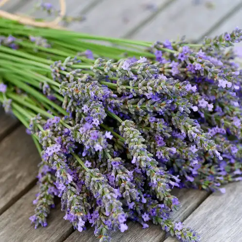 Lavender-Fragrance-Oil