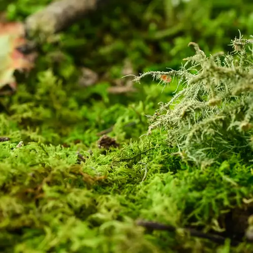 Moss