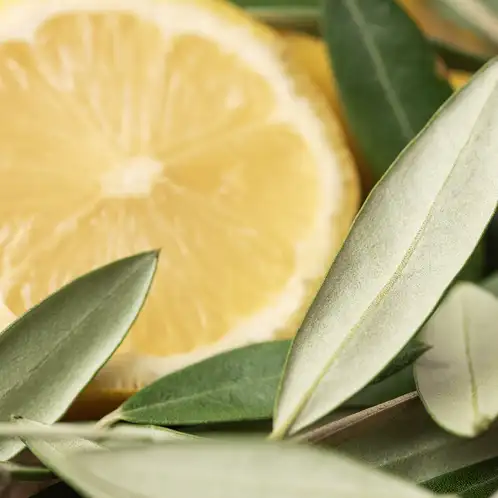 Olive_Leaf_and_Citron-web