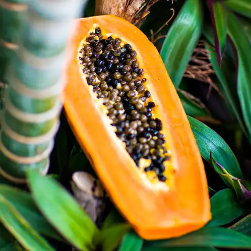 Papaya-Paradise-1x1-1