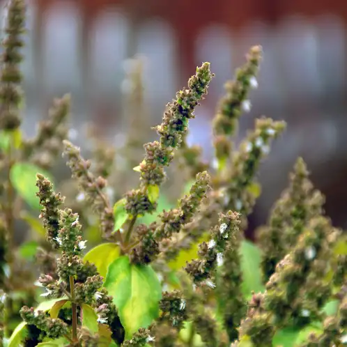 Patchouli-Fragrance-Oil