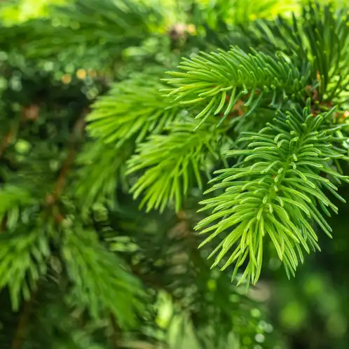 Pine