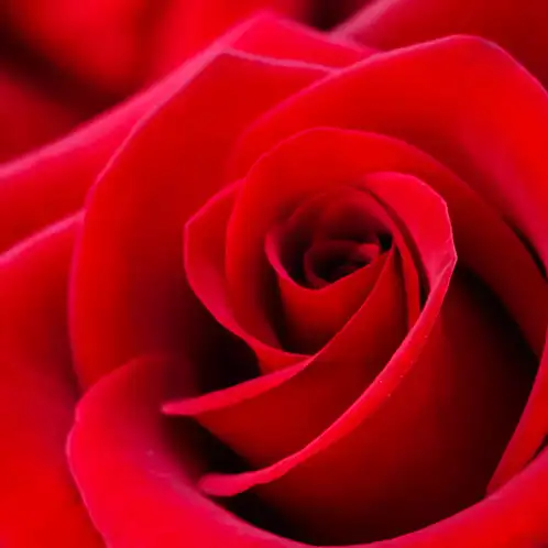 Rose-Petals-Fragrance-Oil-Web