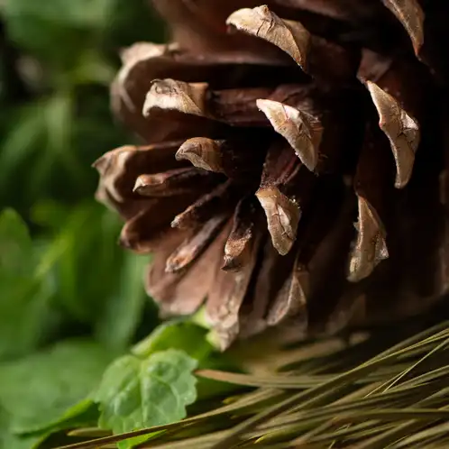 Sugar-Pine-and-Patchouli-FO-web