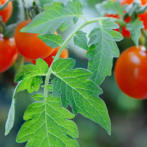Tomato-Leaf-Fragrance-Oil