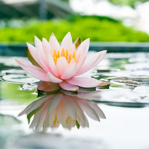 Water_Lily_1x1