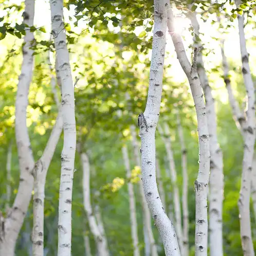 Whiote-Birch-Fragrance-Oil-Lg