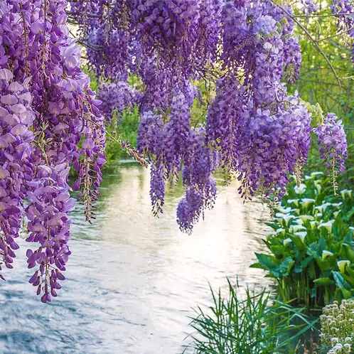 Wisteria-Vines-PDP