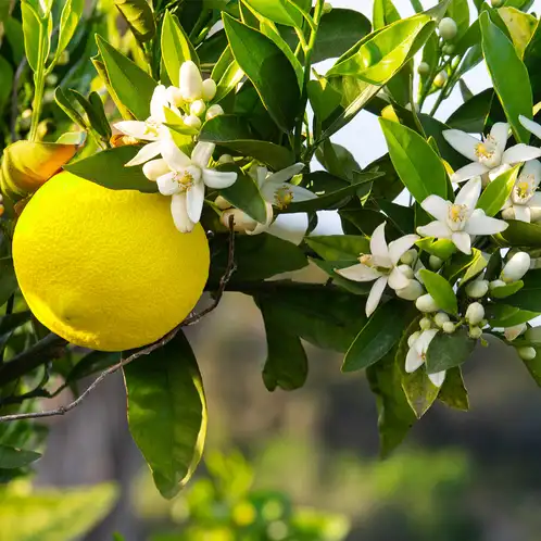 Yuzu_Blossom_1x1