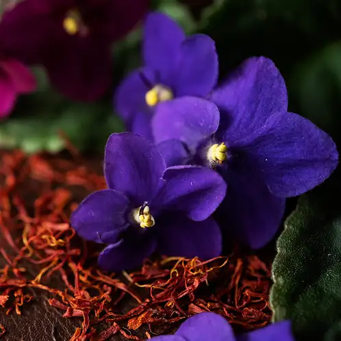 black-violet-and-saffron-fragrance-oil-web