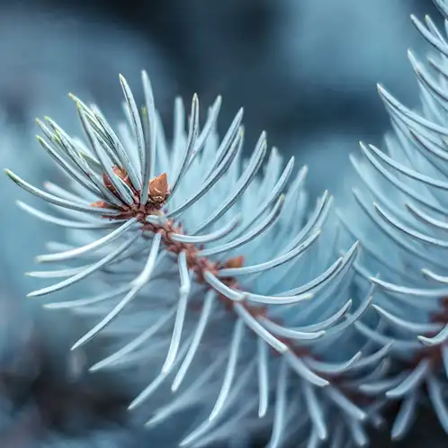 blue-spruce-fragrance-oil-web