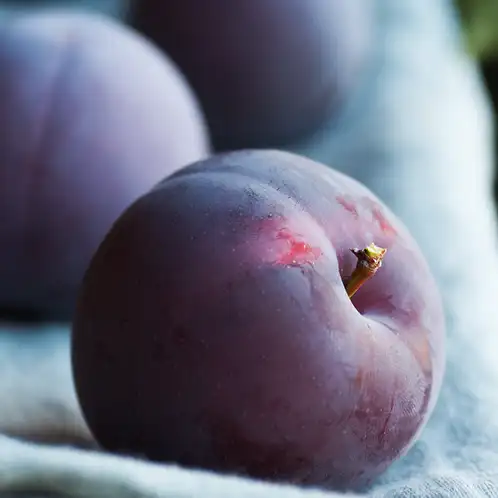 cashmere-plum-fragrance-oil-web