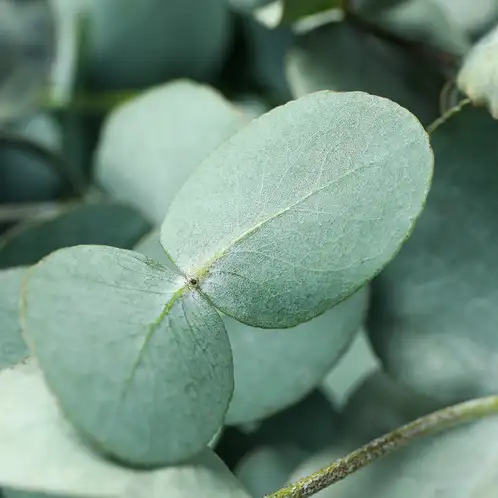 eucalyptus-essential-oil-web