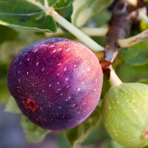 fig-tree-fragrance-oil-web