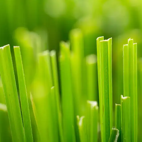 fresh-cut-grass-fragrance-oil-web