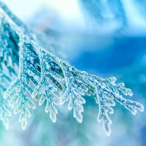 frosted-juniper-fragrance-oil-web