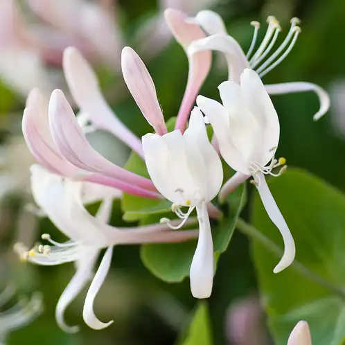 honeysuckle-jasmine-fragrance-oil-web