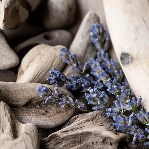 lavender-driftwood-fragrance-oil-web