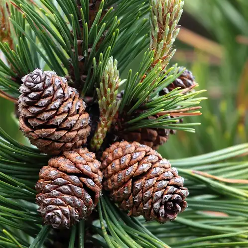 mountain-pine-fragrance-oil-web