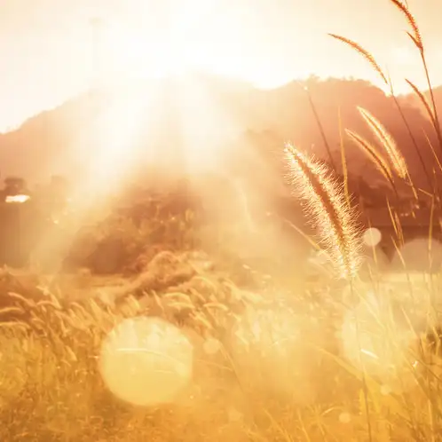 sunwashed-web