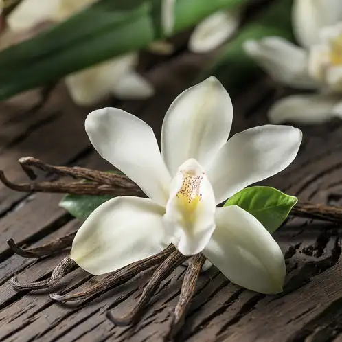 vanilla-orchid-web