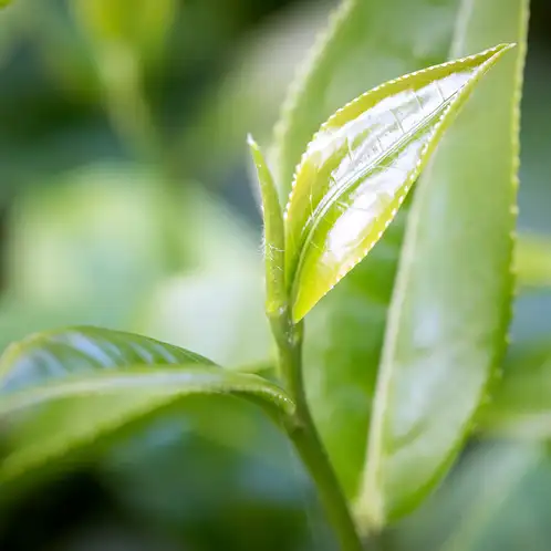 white-tea-fragrance-oil-web