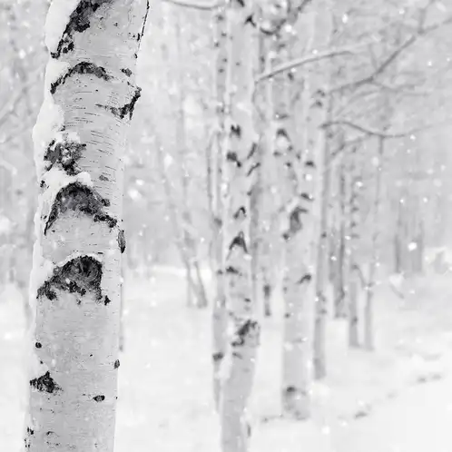 woodland-snow-square